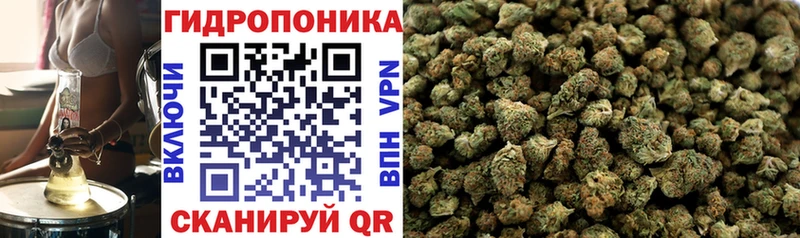 Конопля сатива Александровск